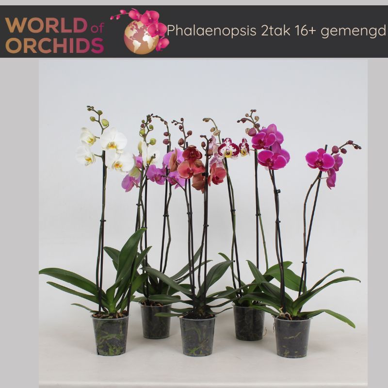 Phalaenopsis Gemengd 2 Tak, 16+ Bloem, 60 cm, D 12