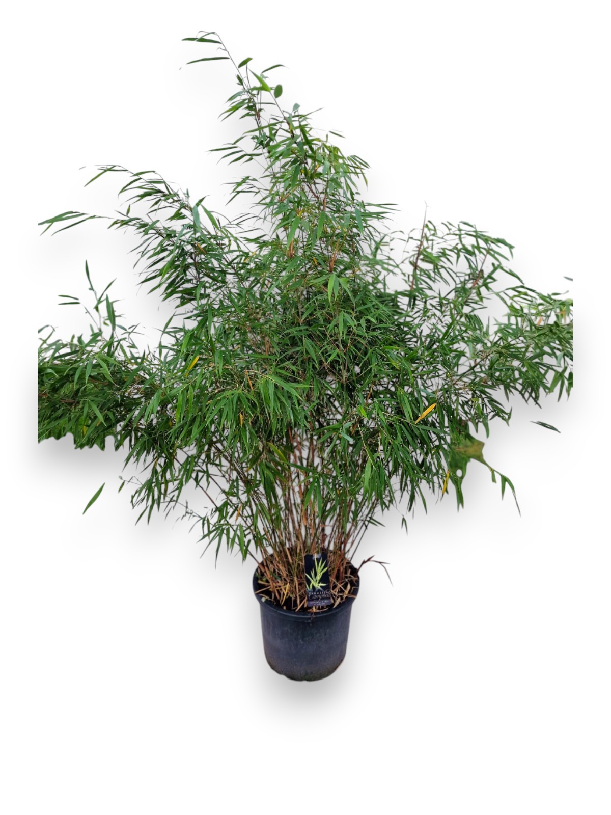 Fargesia asian Wonder C25/P40 - Niet-woekerende Bamboe, D 40