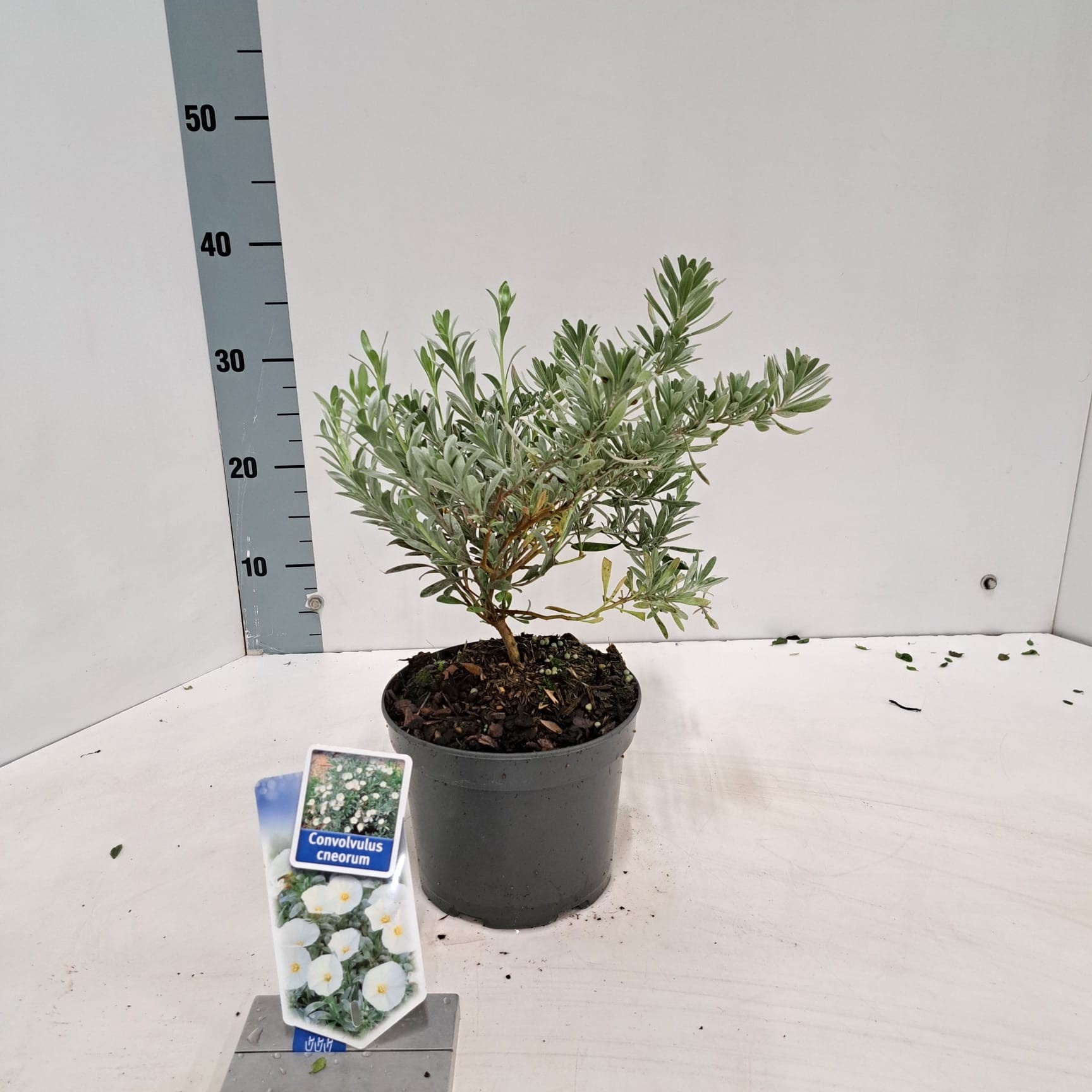 Convolvulus cneorum, D 17