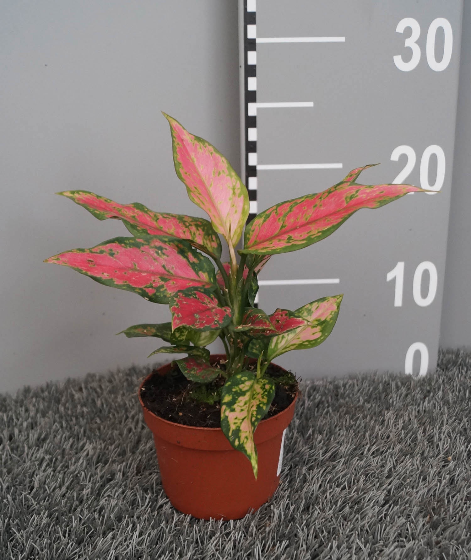 Aglaonema Red Angel, D 10,5