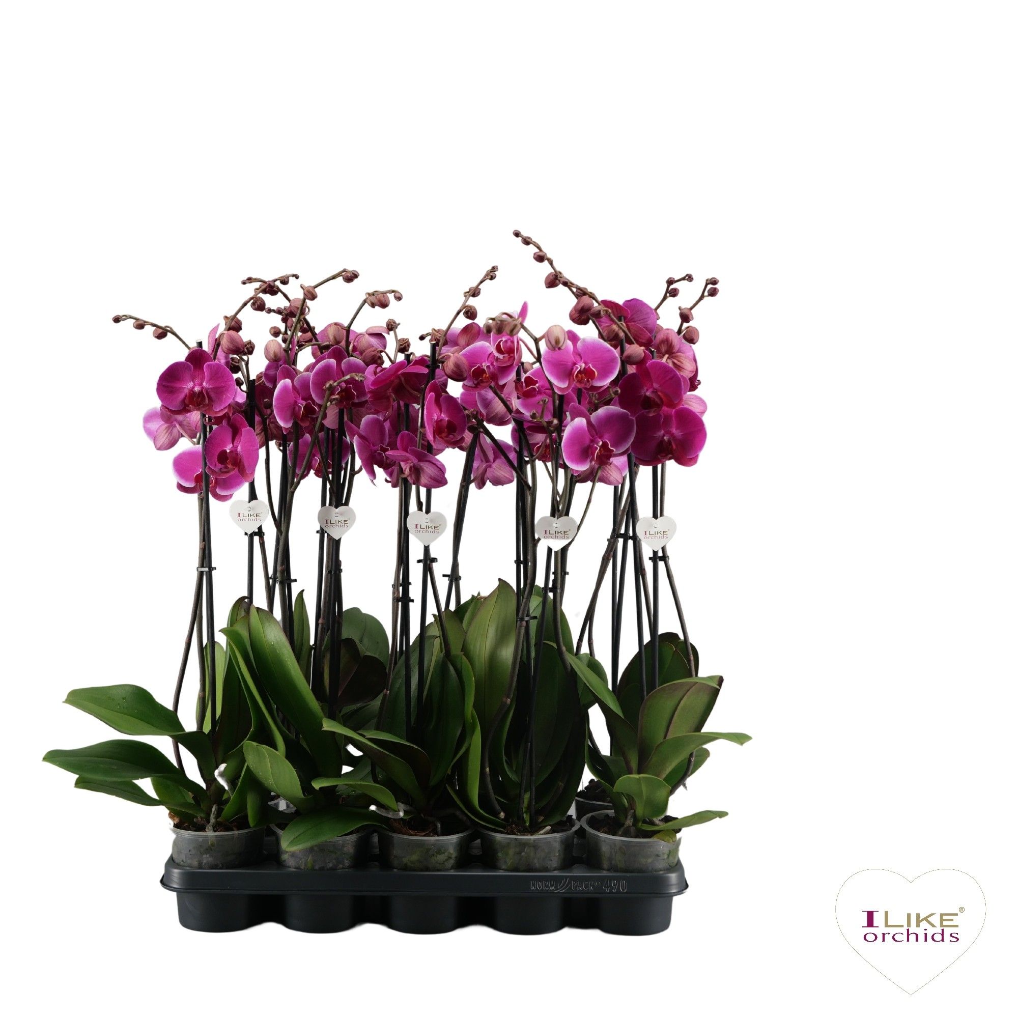 Phalaenopsis paars - 1 tak/ vertakt 70cm 6+, D 12 cm