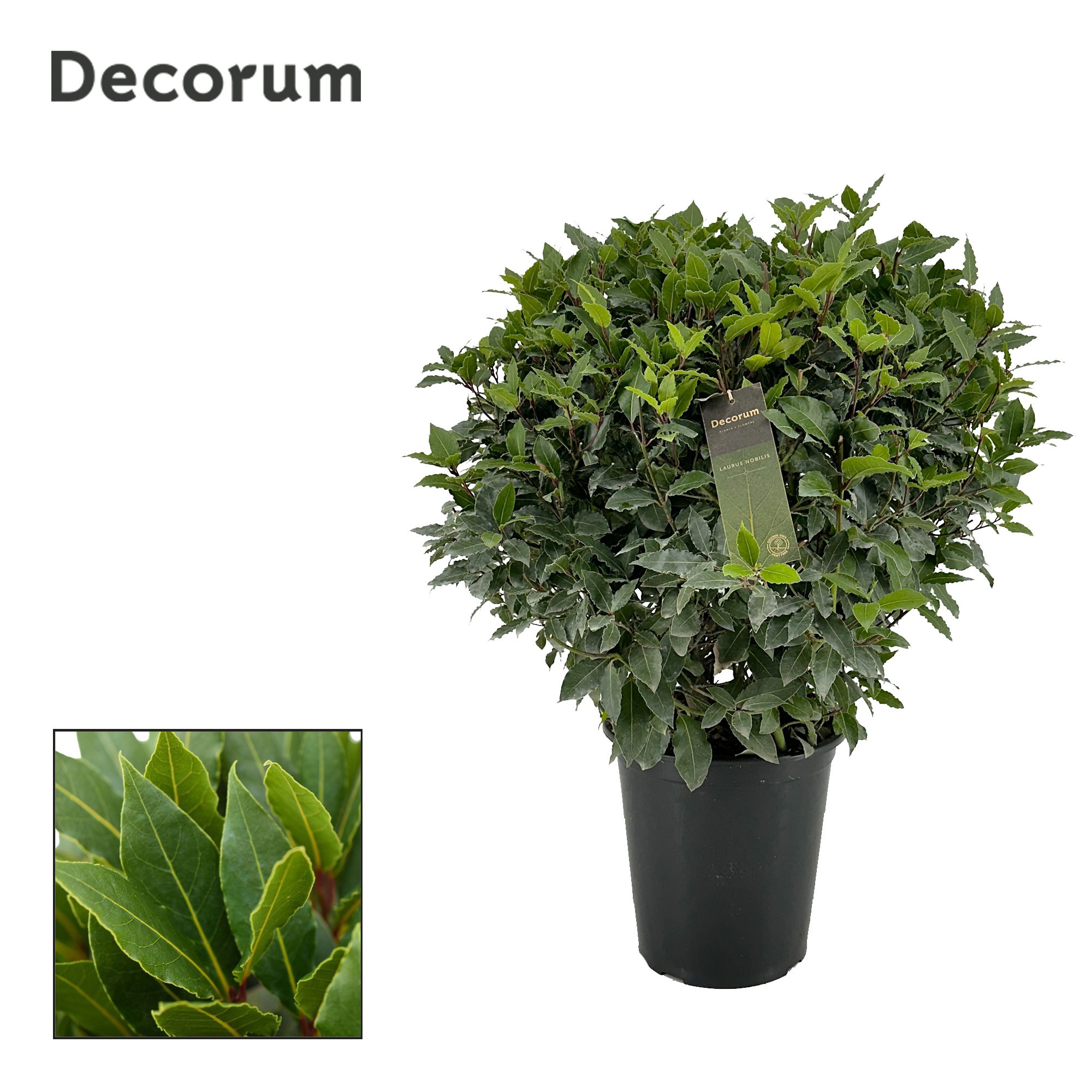 Laurus nobilis Bol zonder stam, D 25 cm