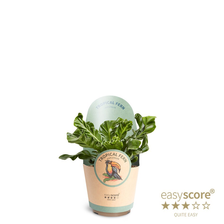 Asplenium nidus 'Cobra', D 17