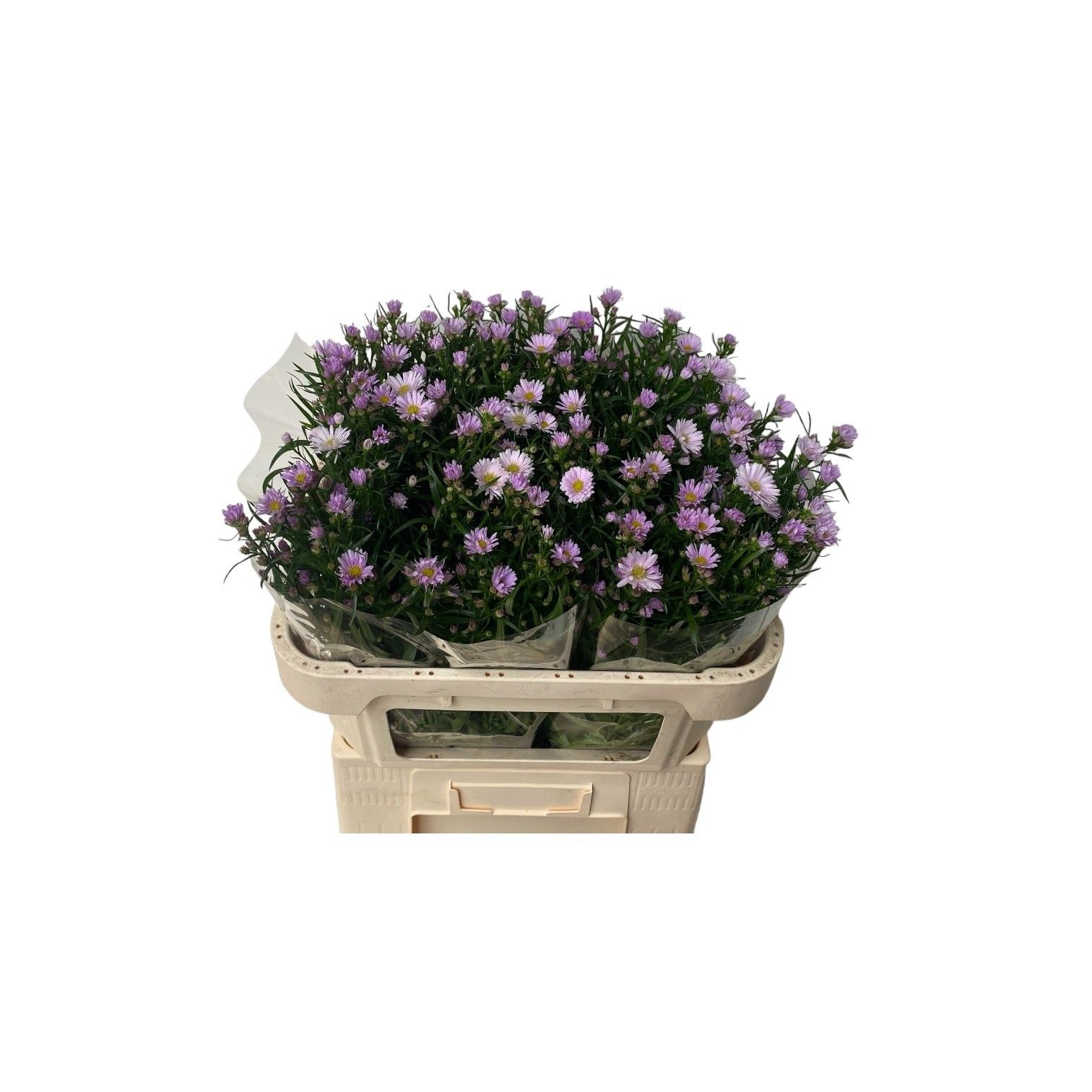 Астер Клаудия 70, шт.