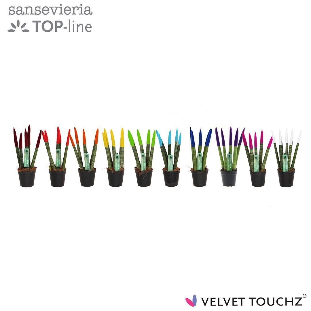 Sansevieria VELVET TOUCHZ® MIX, D 6 cm