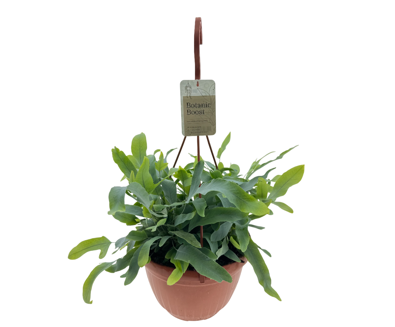 BB Phlebodium Blue Star HP21, D 21