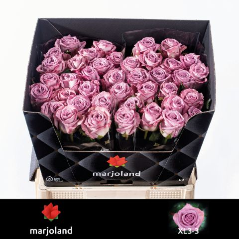 Роза од. Наели! 60, шт.