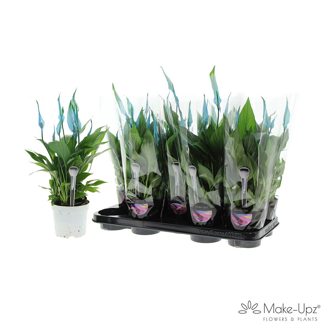 Spathiphyllum 13 cm Bellini Make Upz blauw, D 13