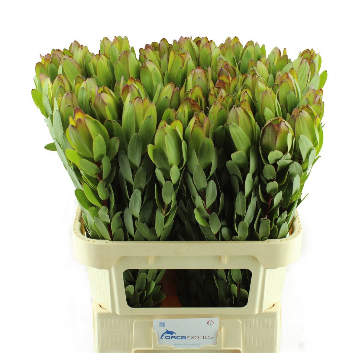 Леукадендрон Сафари Голдстрайк 80 (зел.), шт.