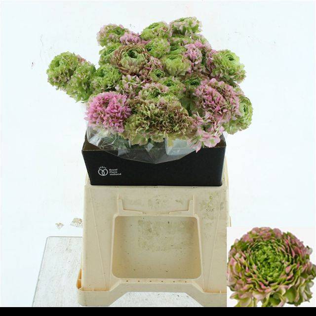 Ранункулус Пон Пон Гермиона 45, шт.