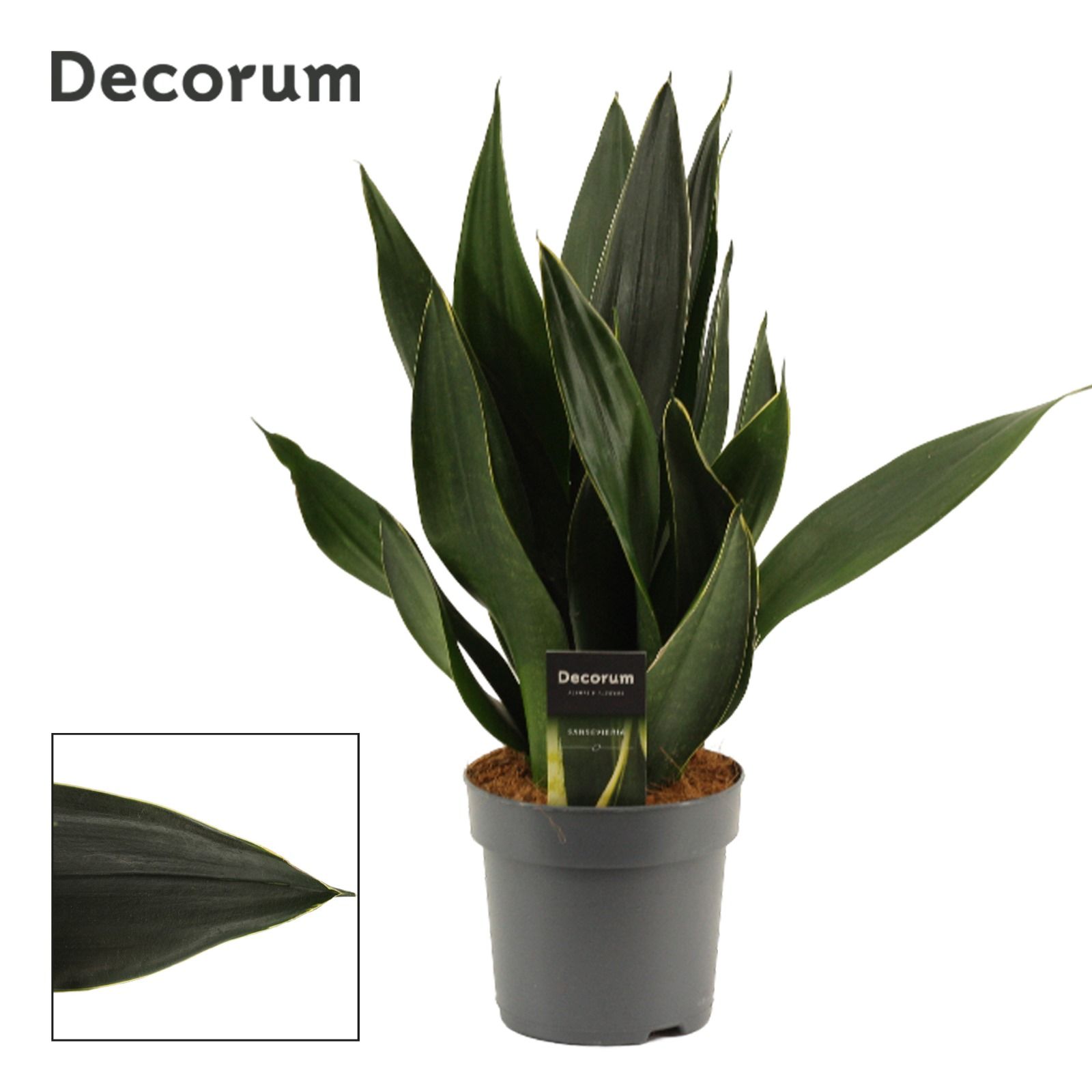 Sansevieria Black Diamond 14 cm (Decorum), D 14