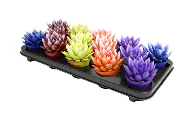 Miranda bicoloured dark-light mix, D 8,5 cm