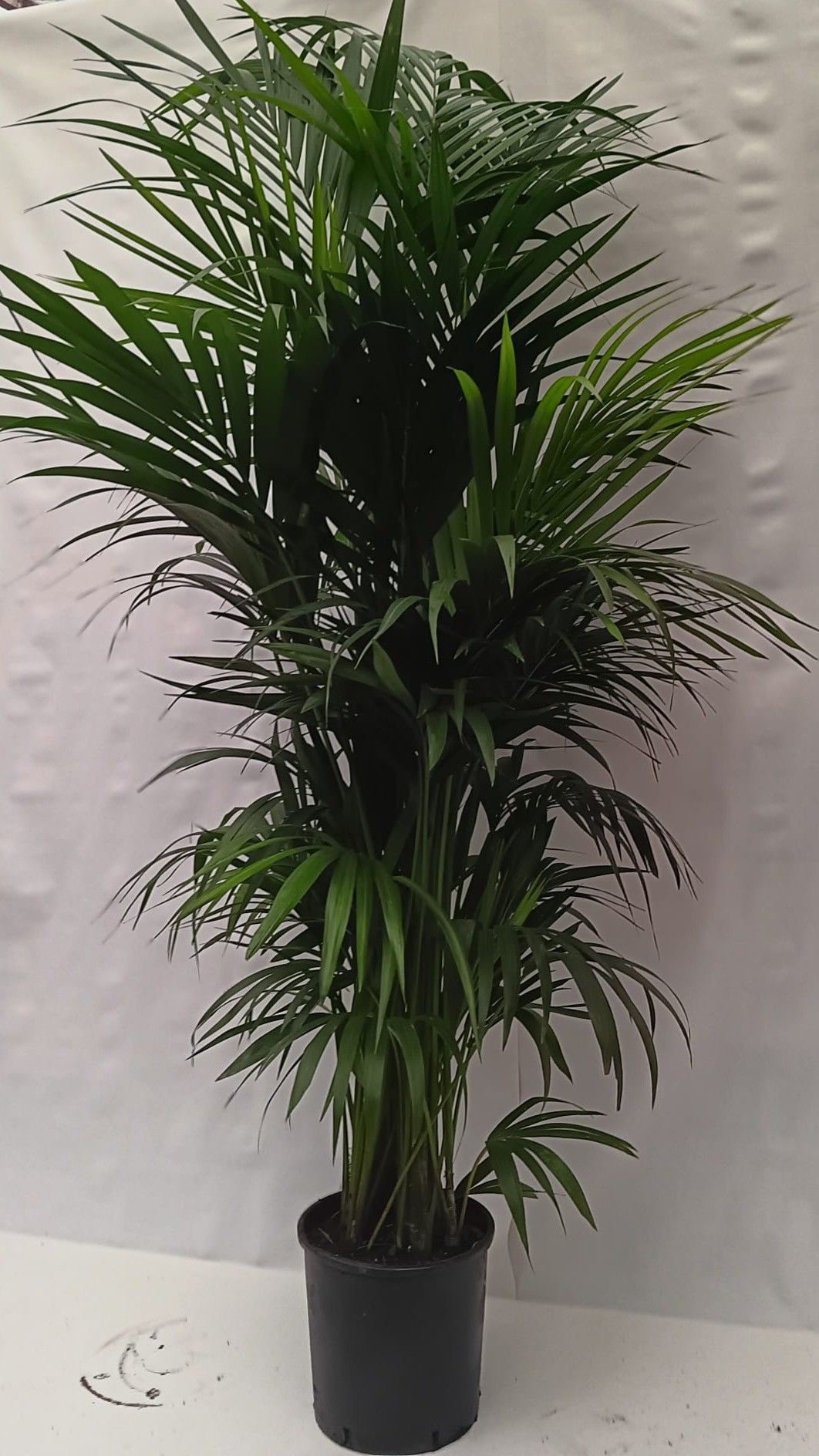 howea forsteriana, D 30