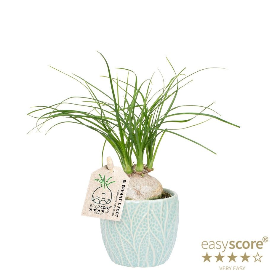 Leaf Ocean, Beaucarnea rec. ´Nolina´, D 7