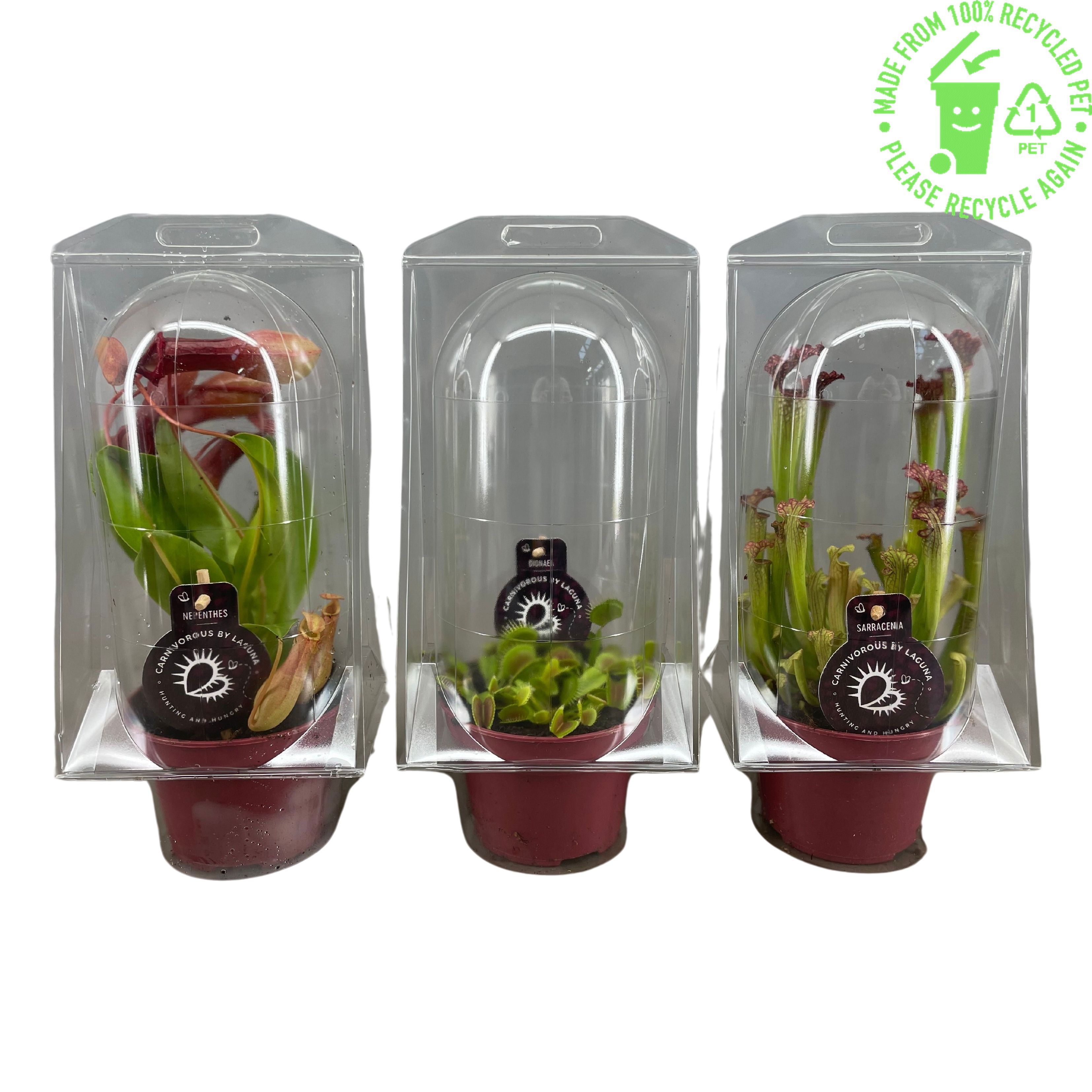 Vleesetende planten mix 12 cm in blister, D 12