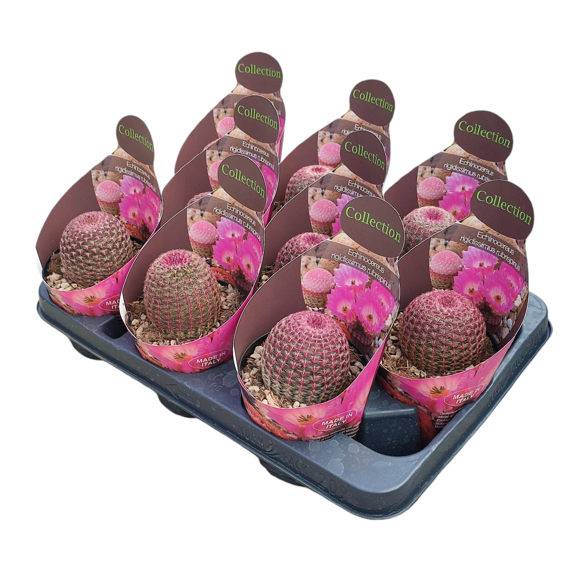 ECHINOCEREUS RIGIDISSIMUS RUBRISPINUS - POT Ø 10,5 - COLLECTION WITH POTCOVER (CACTUS), D 10,5 cm ECHINOCEREUS RIGIDISSIMUS RUBRISPINUS - POT Ø 10,5 - COLLECTION WITH POTCOVER (CACTUS), D 10,5 cm