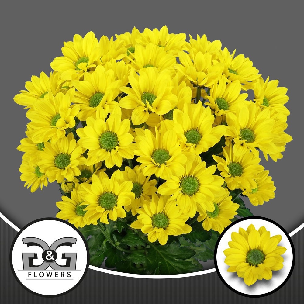 Хризантема куст. Копа 70 (желт.), шт.