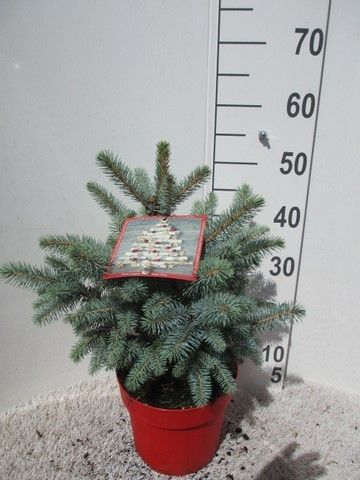 Picea pungens Super Blue 30-35 P21, D 21 cm