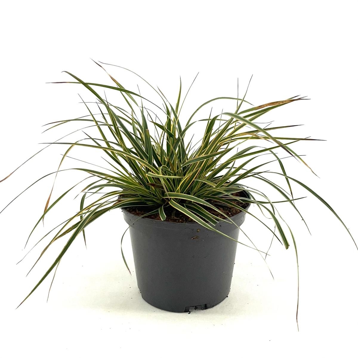 Carex morrowii Evercolor Everglow, D 17