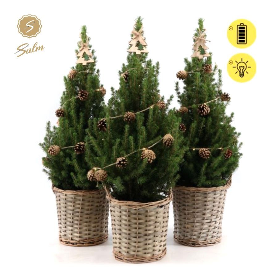 Picea gl. 'December'® P19 in Basket + Pine-Cone Light + Tree on Loop, D 21 cm