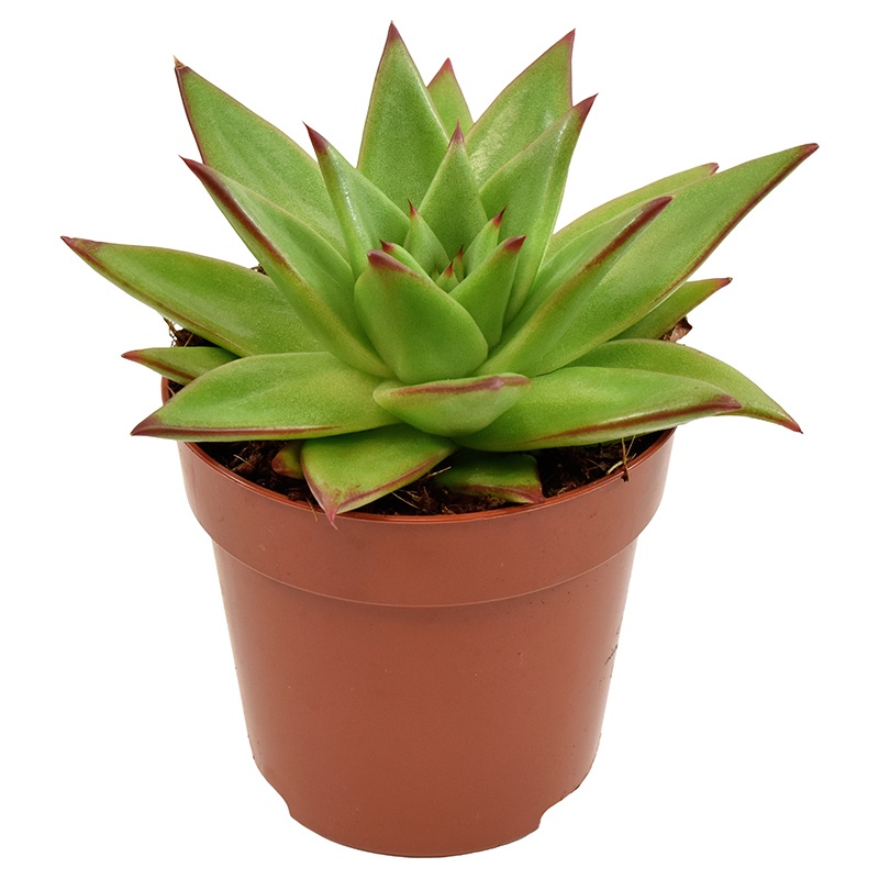 Echeveria Ebony, D 8,5 cm Echeveria Ebony, D 8,5 cm