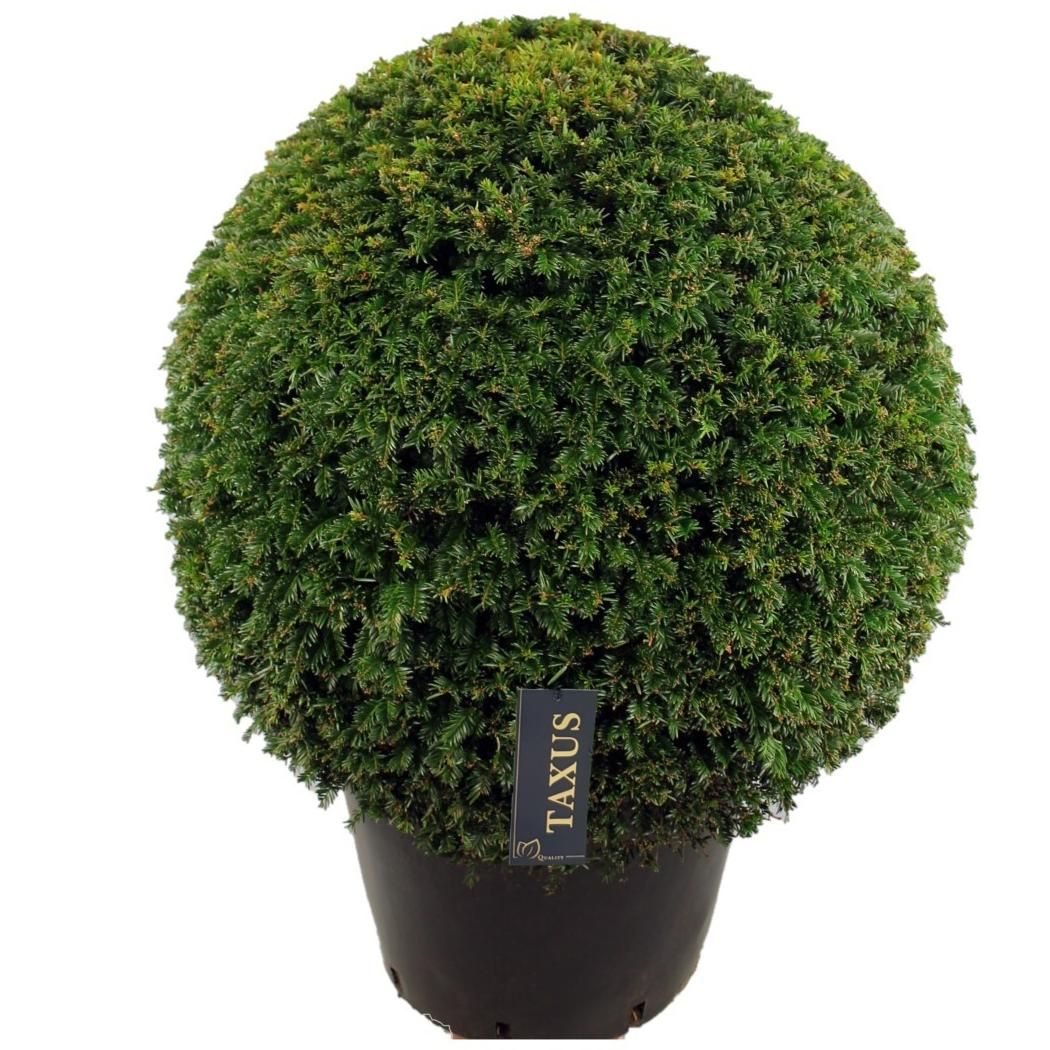Taxus baccata Bol p65 (z) 90-95 ©, D 65 cm