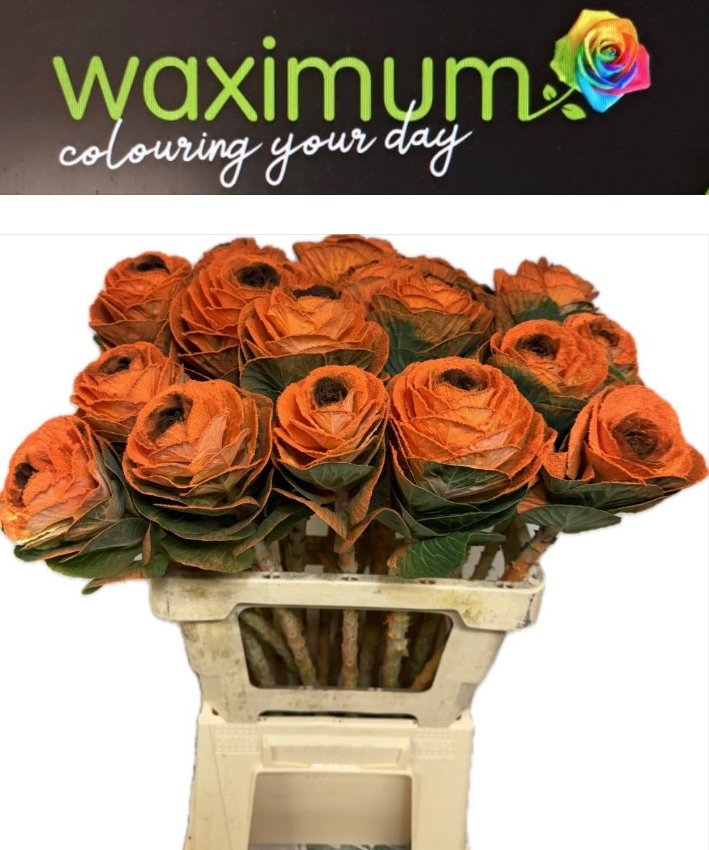 Брассика Овериг Крашеная (краш. ) 60, шт.