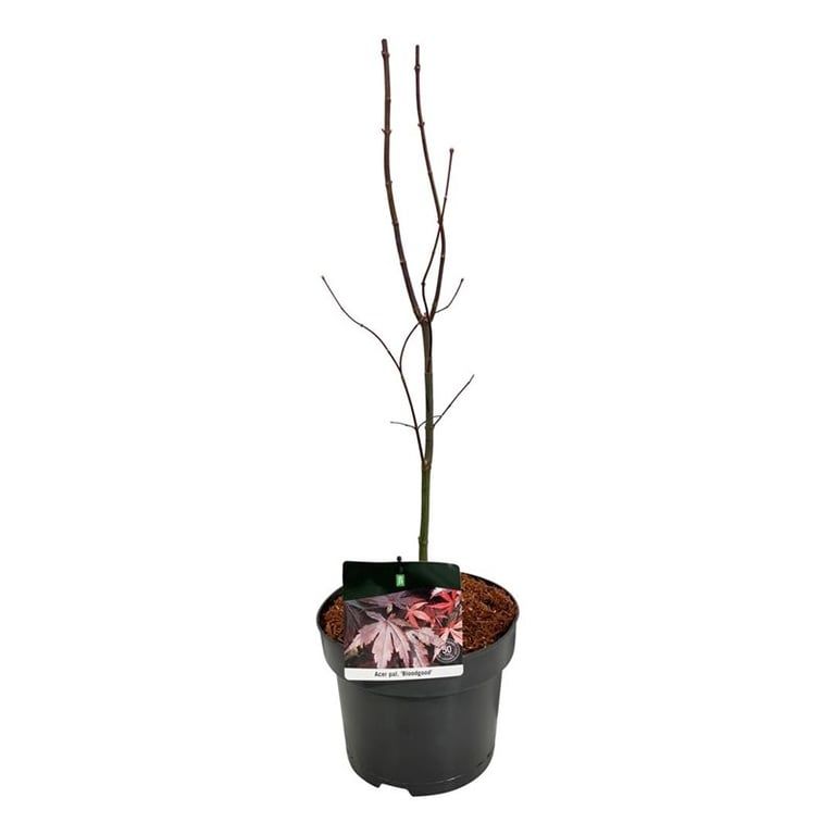Acer pal. 'Bloodgood', D 21 cm