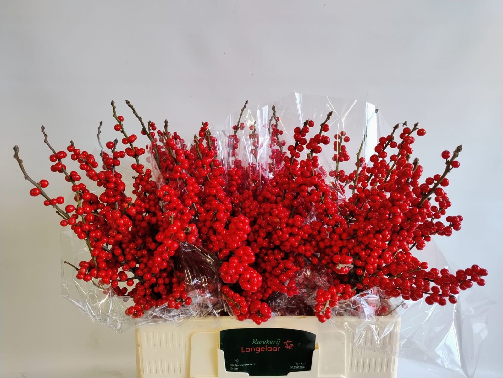 Илекс Красные ягоды 60, шт.