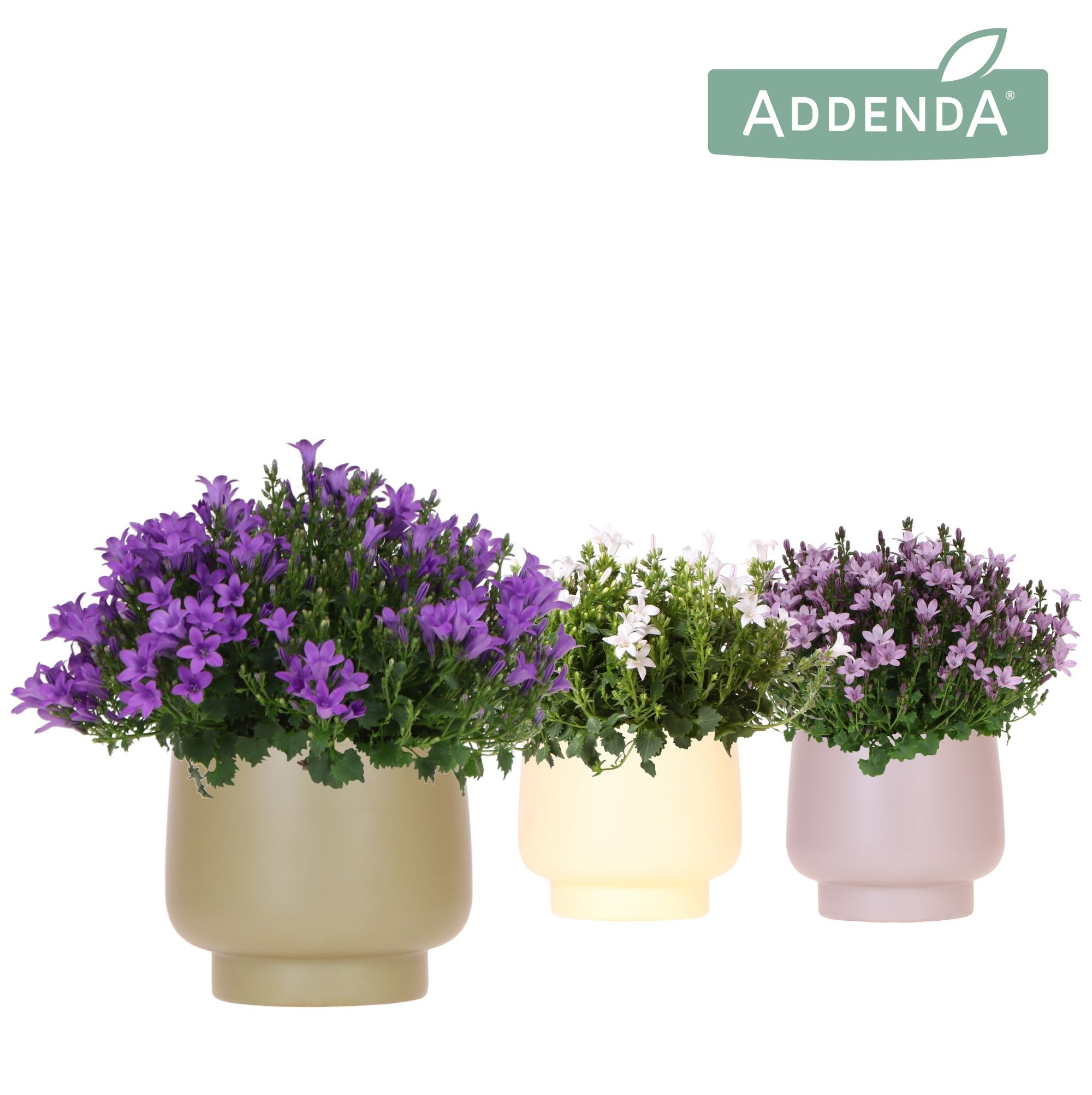 Campanula Addenda Ambella mix in Scandic pot green mix, D 12