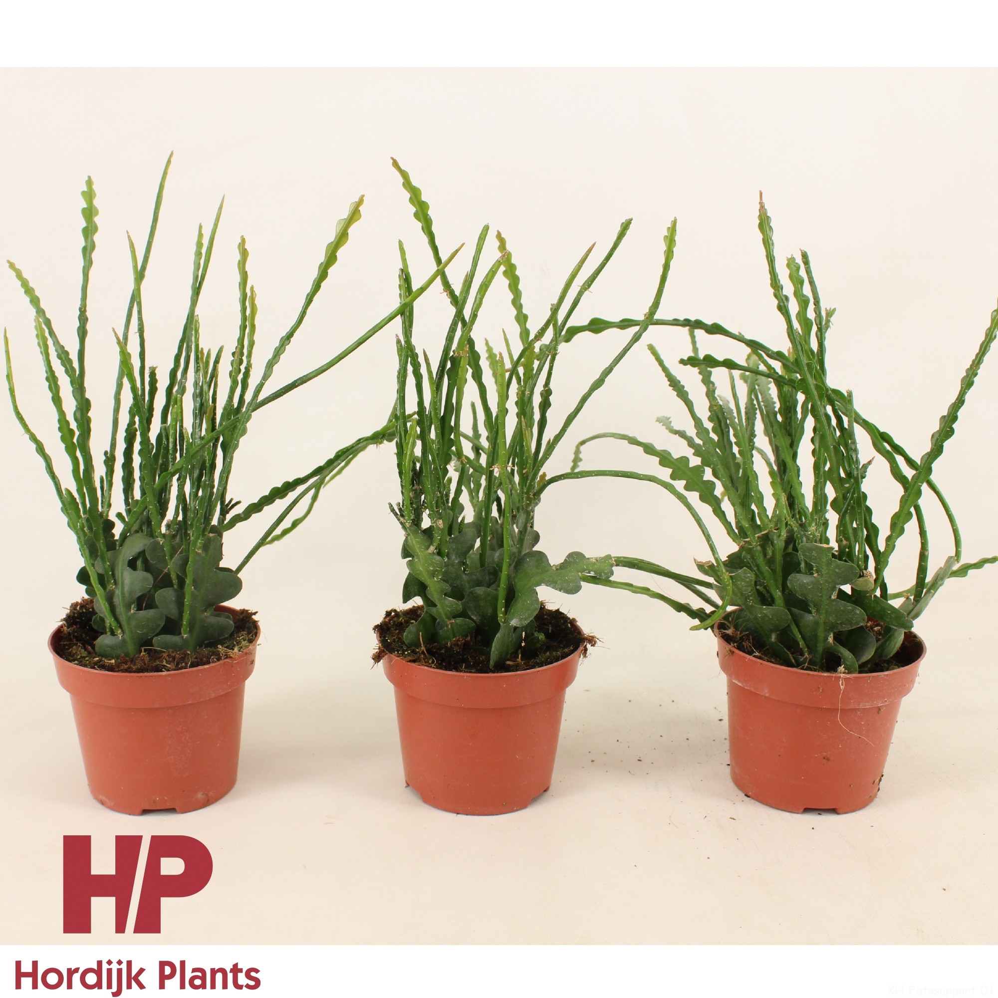 Epiphyllum anguliger 12cm, D 12 cm