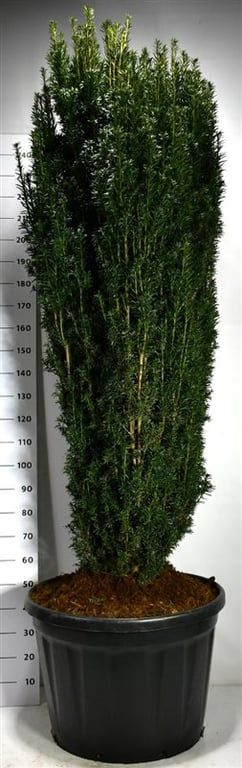Taxus b. 'Pirat', D 80