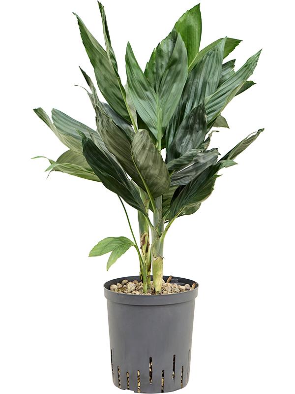 Chamaedorea metallica, D 18