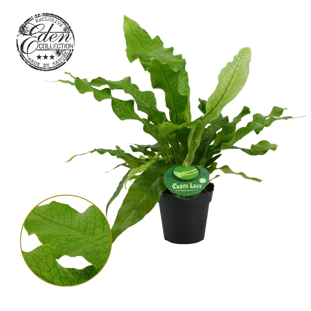 Microsorum Crocodyllus 12cm Duits etiket, D 12 cm