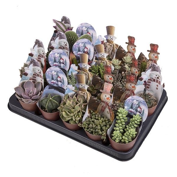 MIX CACTUS AND SUCCULENT POT Ø 6.5 WITH CHRISTMAS SHAPED POTCOVER - SNOWMAN - TRAY 20 PCS, D 6,5