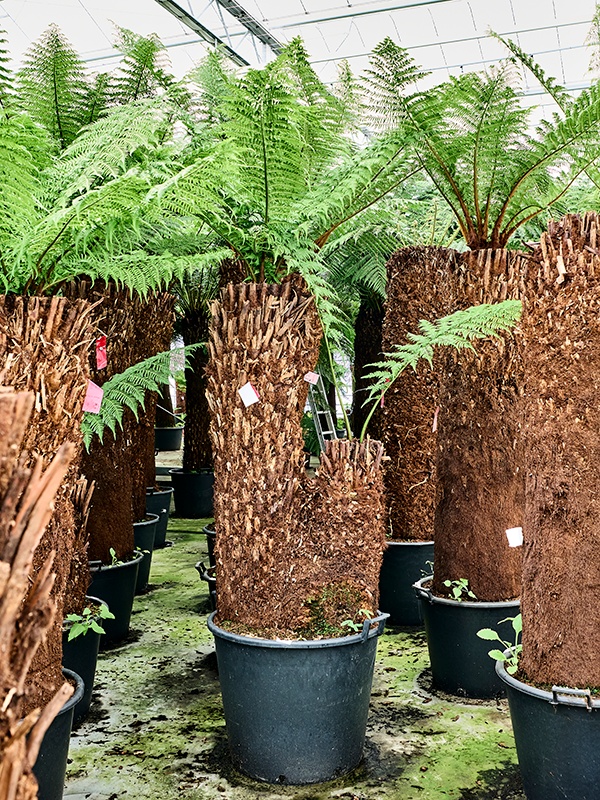 Dicksonia antarctica, D 65