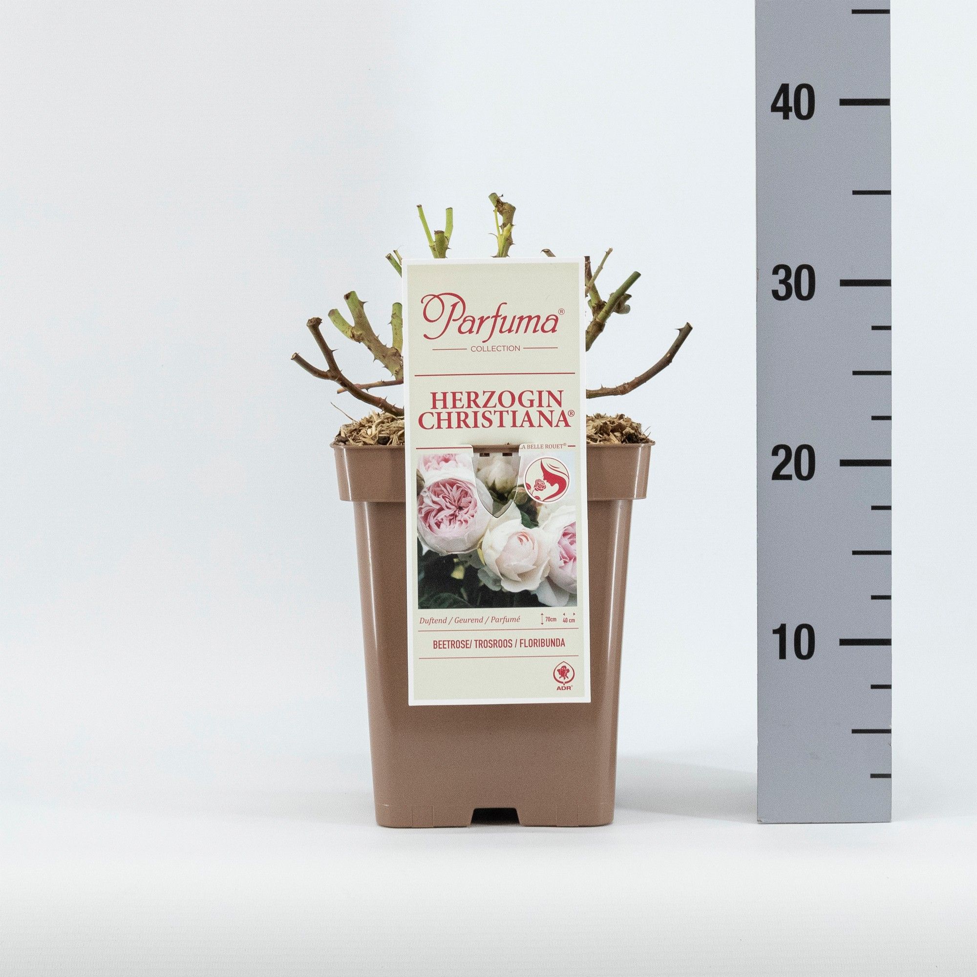 Rosa Parfuma (F) Herzogin Christiana®, D 23