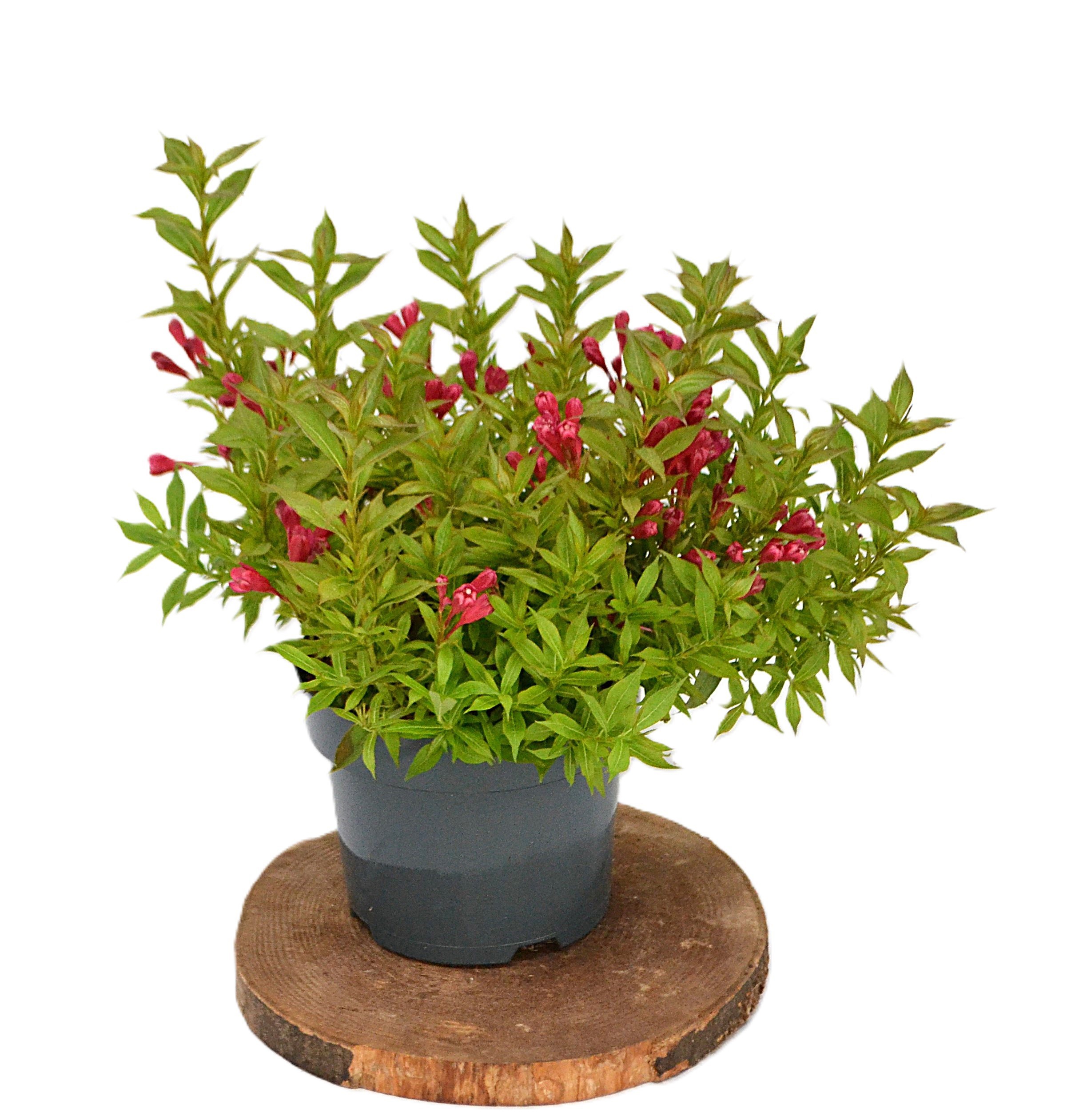 Weigela Picobella Rosso, D 19