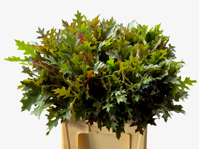 Кверкус Палюстрис 60, шт.