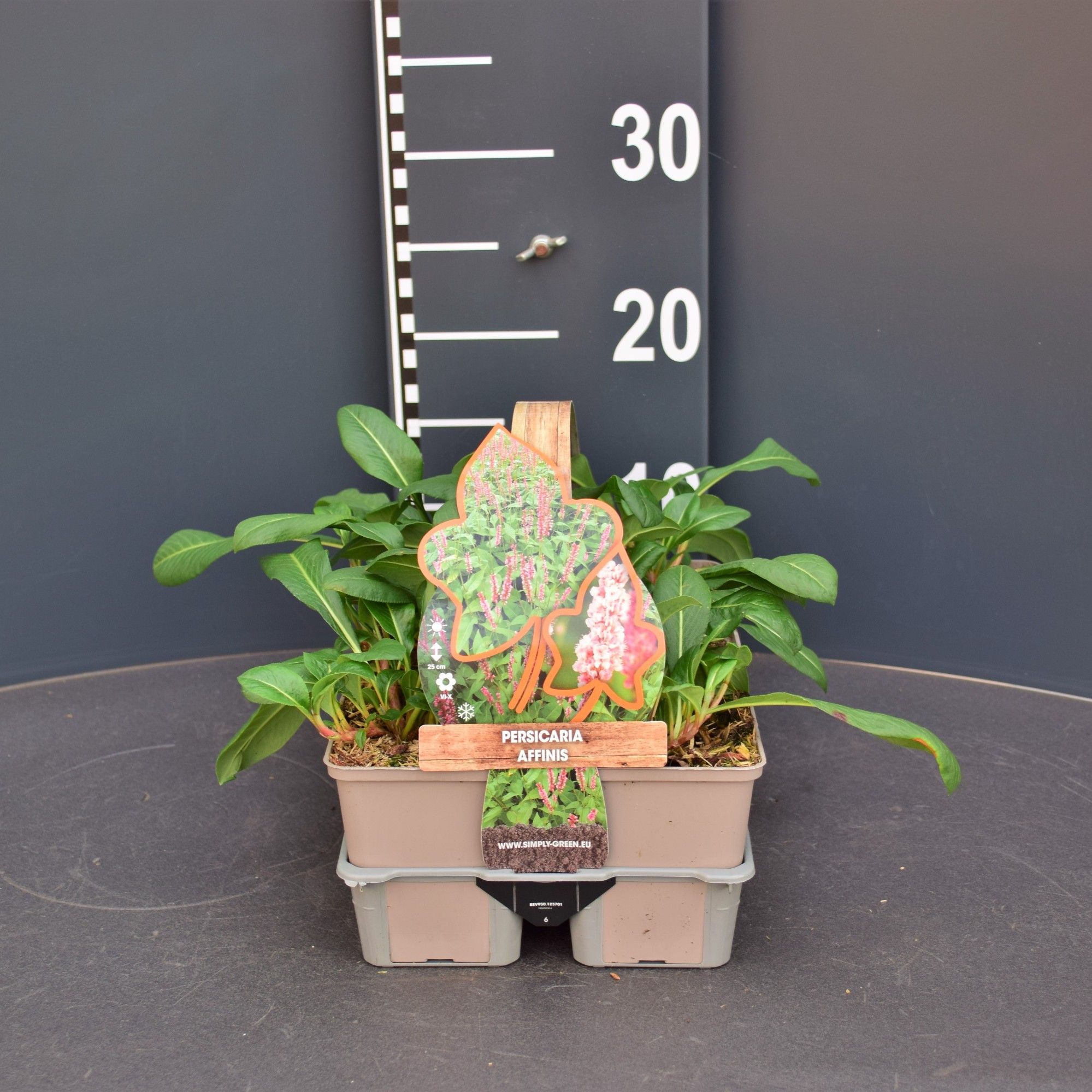 Persicaria affinis (6-Pack), D 9 cm