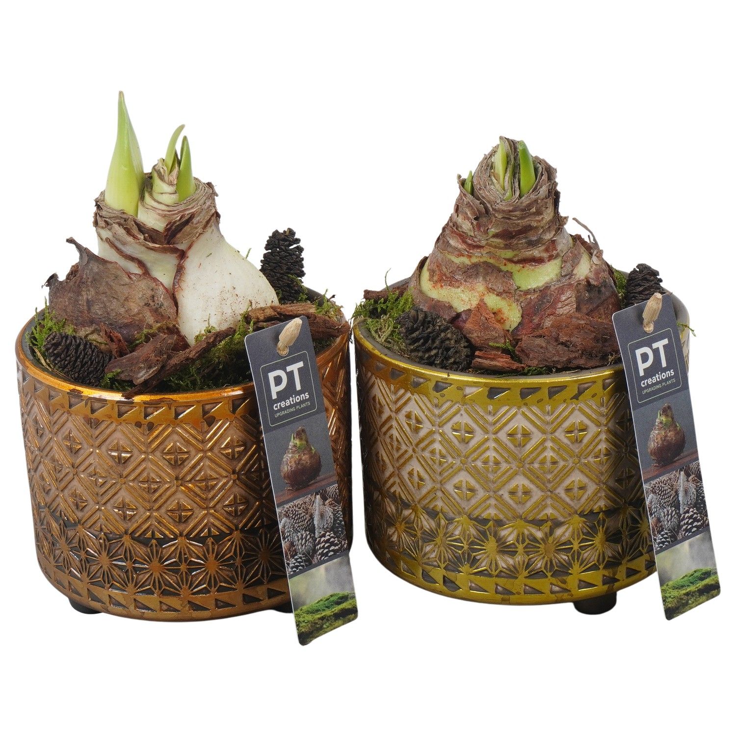 PTAA7518 Arrangement Amaryllis in keramiek pot, D 12 cm