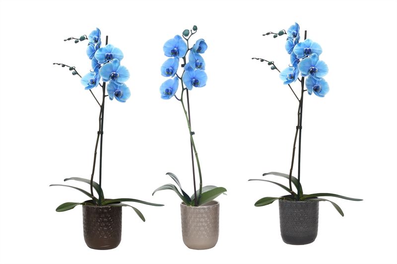 Vera p12 symmetric mix Phal I am Blue 1T09+, D 12