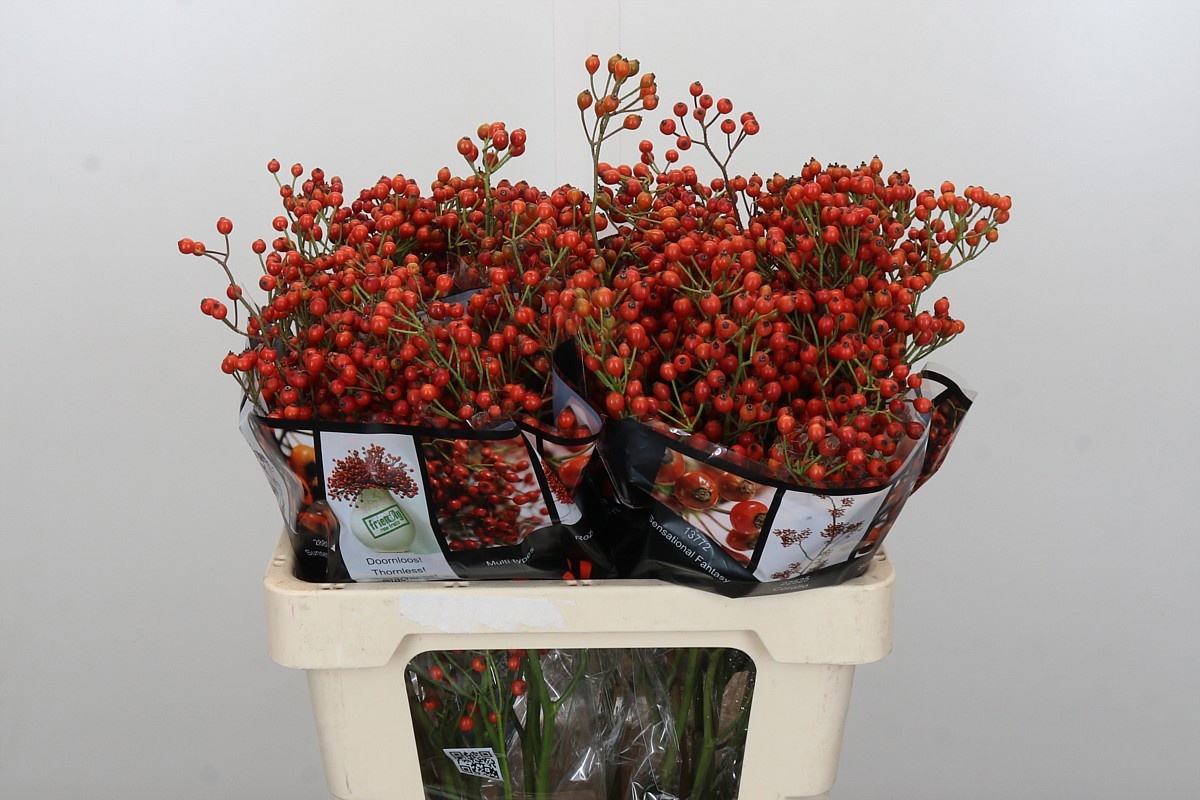 Рузботель Отем Роузфрутс 60, шт.