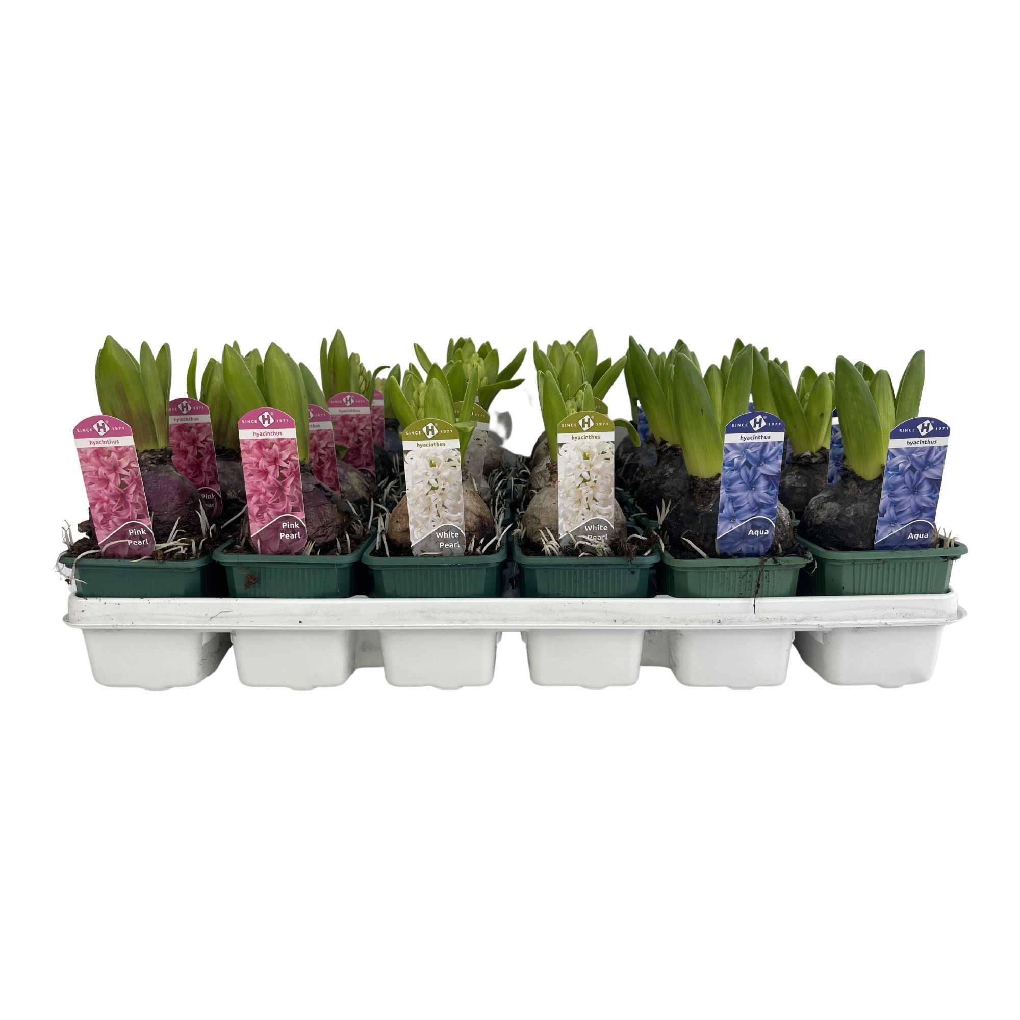 Hyacinthus orientalis gemengd 3 kleuren, D 7 cm