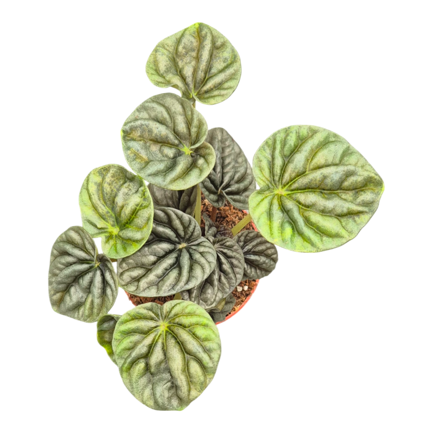 Peperomia Candora® Vermeer, D 7