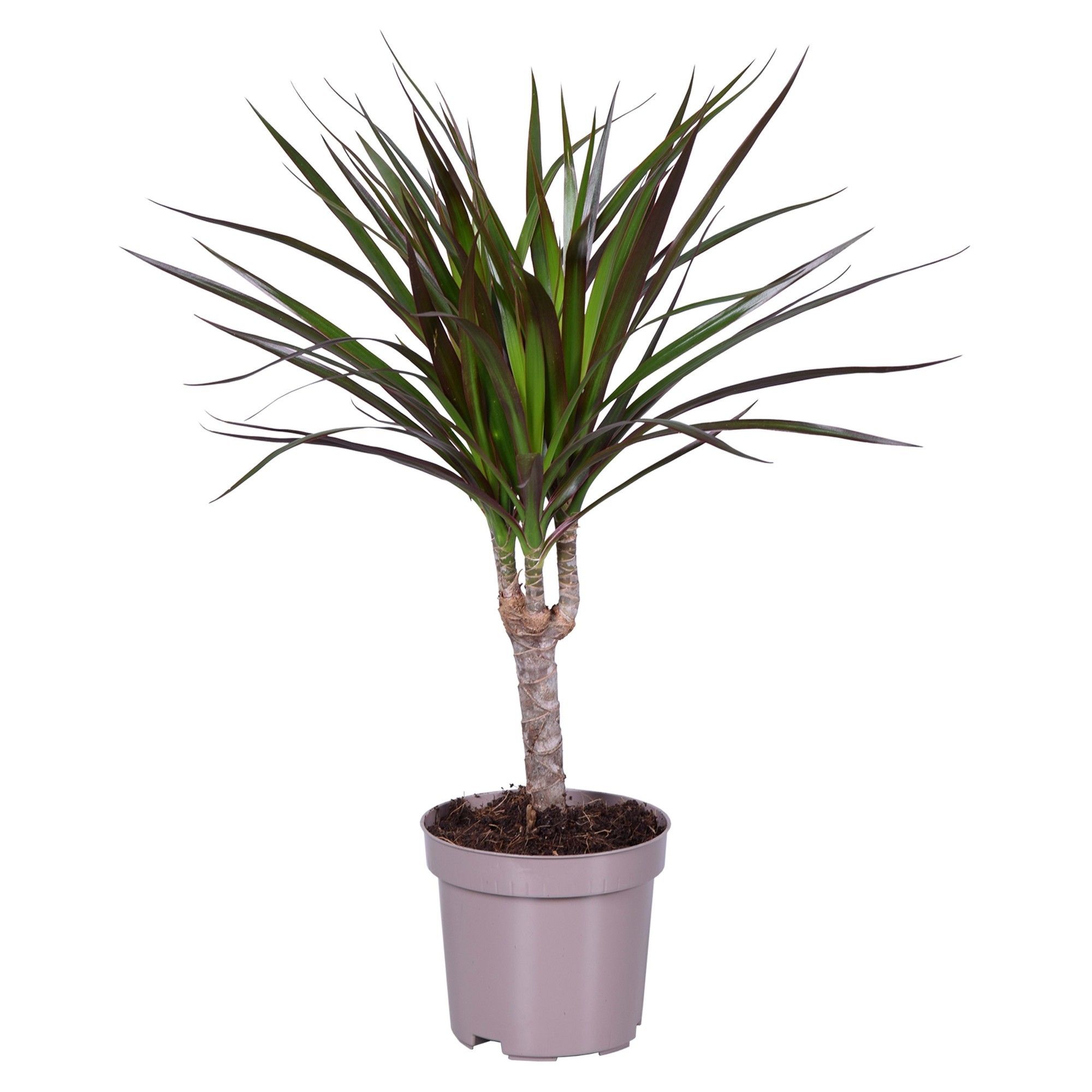 Dracaena marginata Magenta 12 cm, D 12