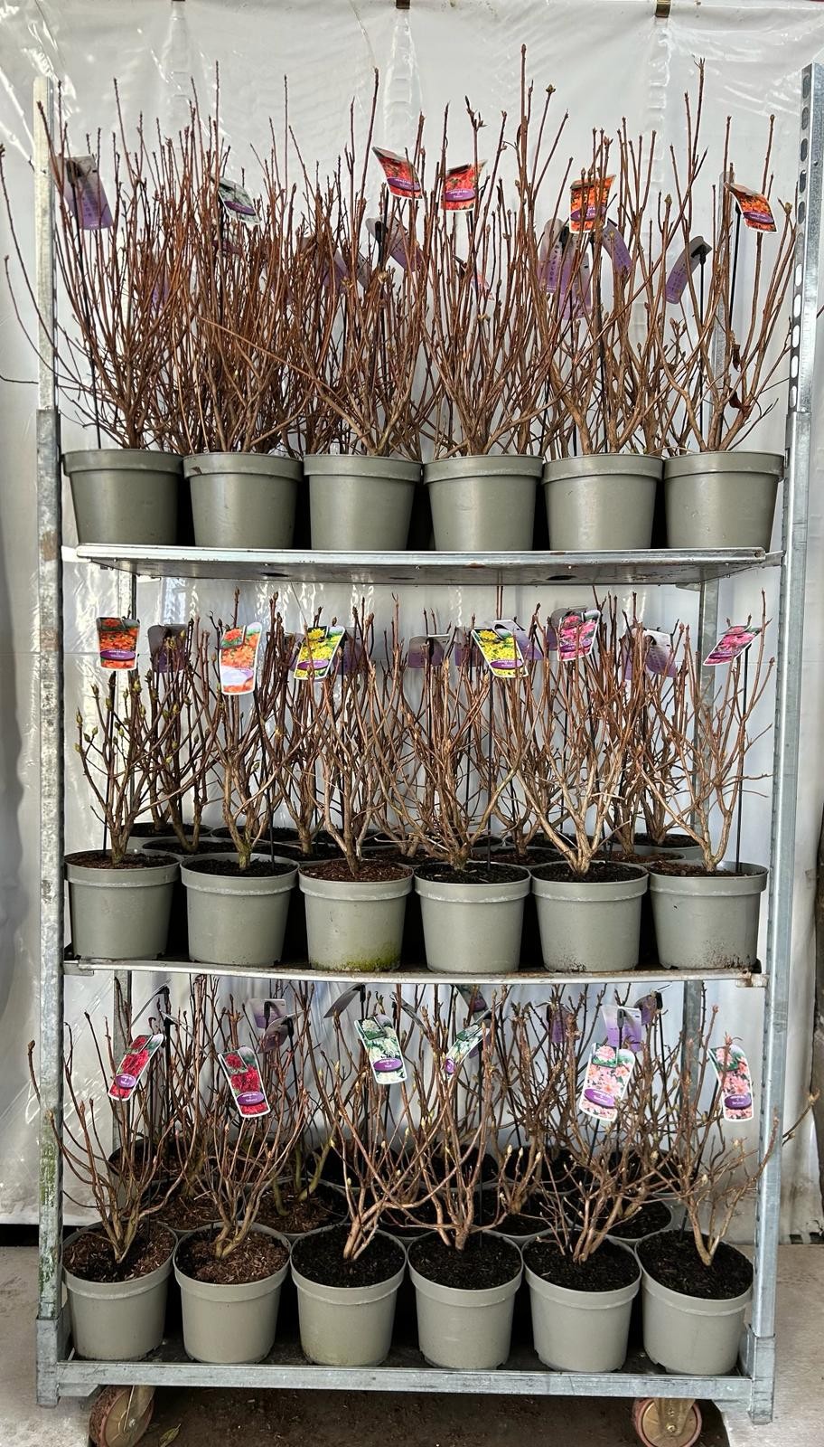 Rhododendron Azalea mollis/knaphill, D 23