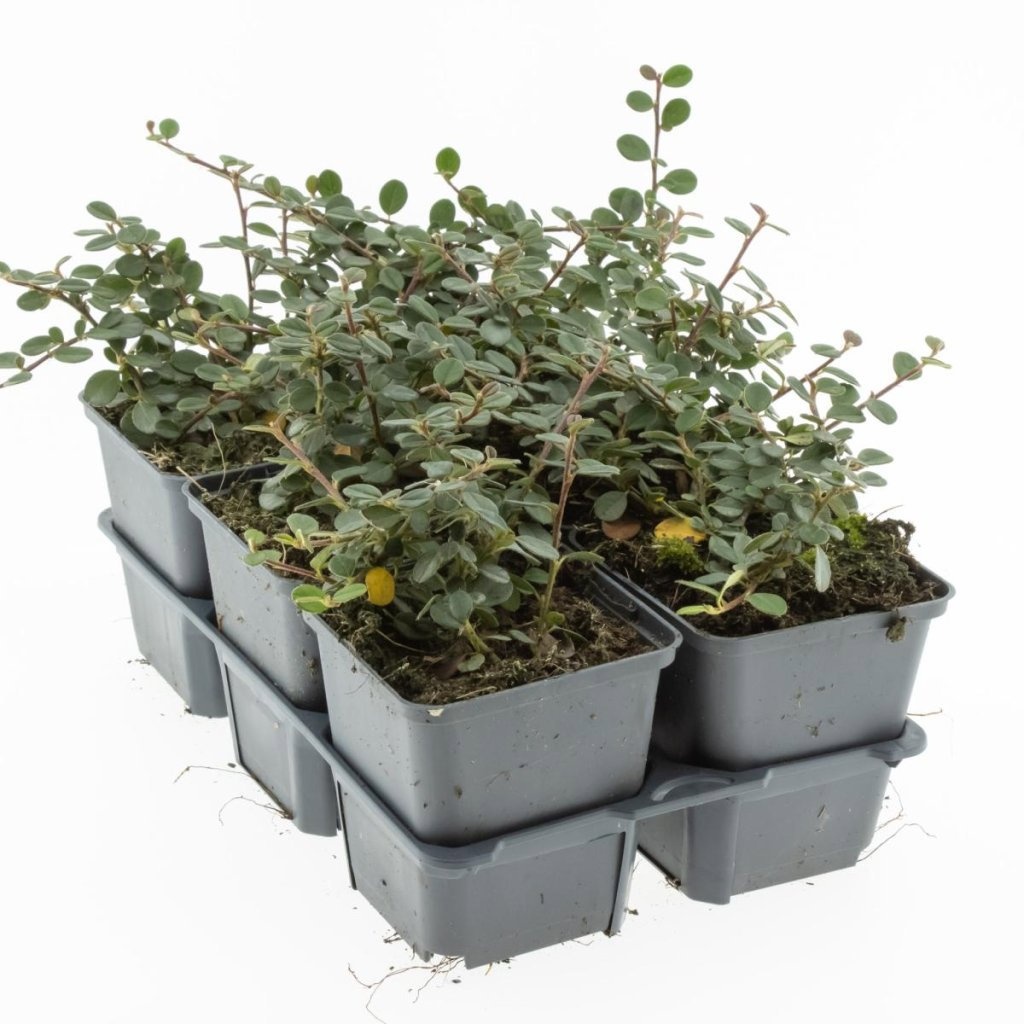 Cotoneaster pr. 'Queen of Carpets', D 9