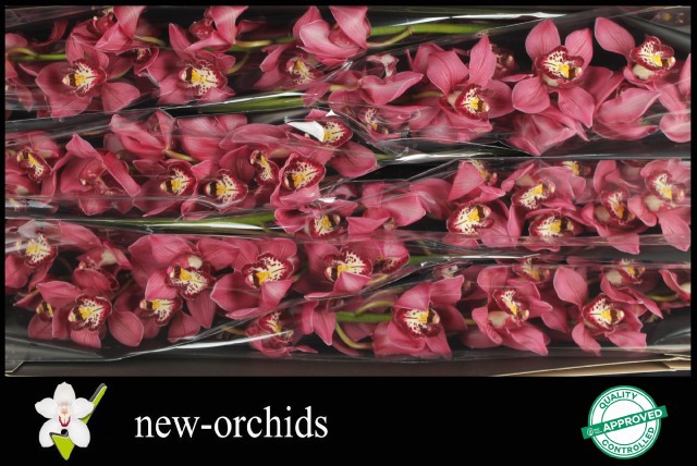 Цимбидиум Шанталь x6 80, шт.