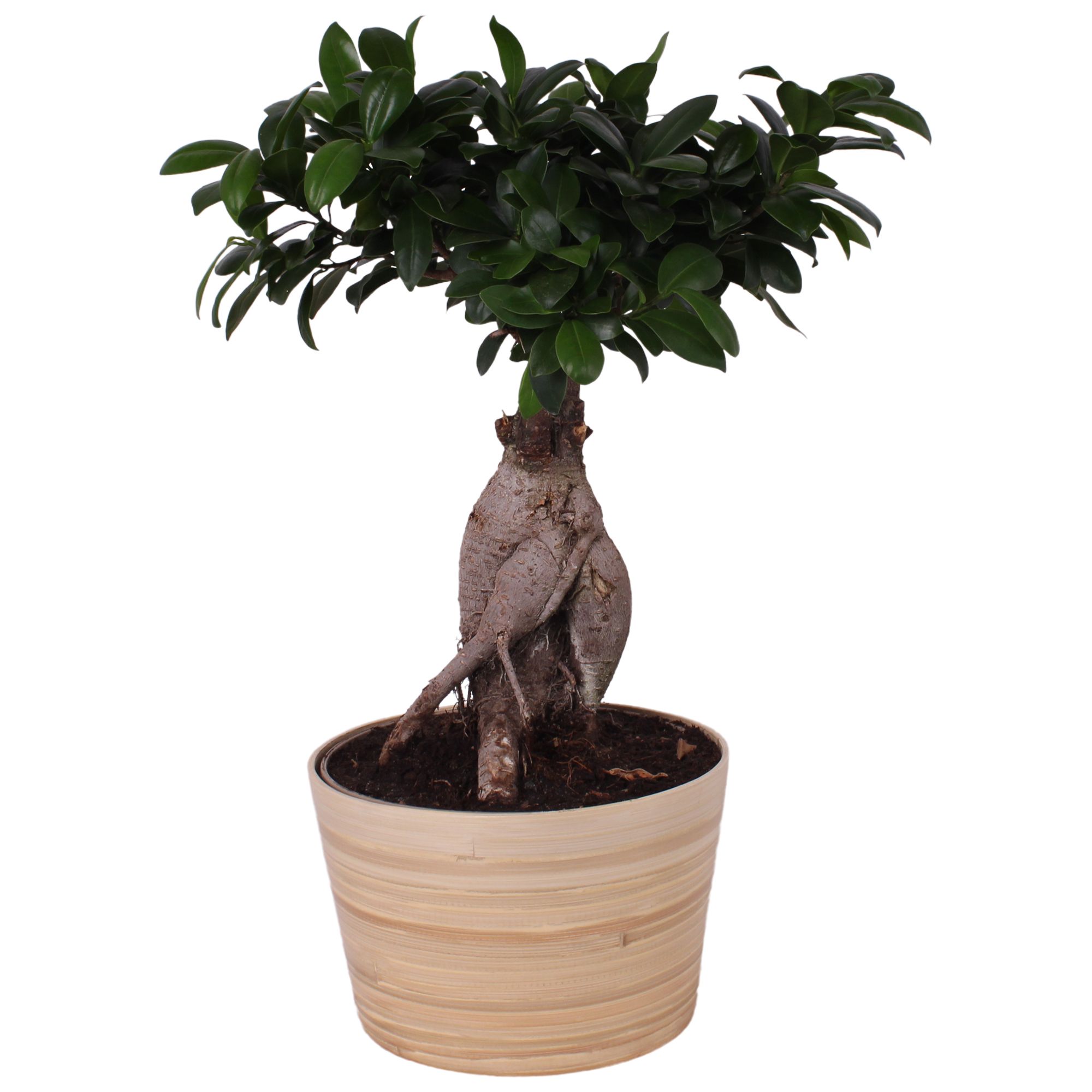 Ficus m. Ginseng Ball Shape Ø20cm in Ø21cm Wood NT465, D 21